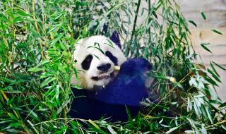 大熊猫的爱情我们来守护